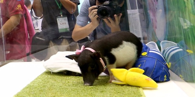 Micro-pig showcased at Shenzhen International Biotech Leaders Summit in China. Picture: Nature